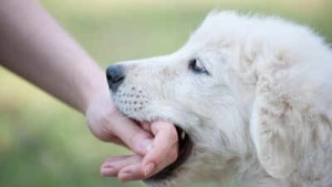 Dog Bite Emergency: Immediate Steps to Prevent Rabies Infection
Hoặc (một lựa chọn khác):
Rabies Alert: What To Do Immediately After a Dog Bite to Protect Your Health
